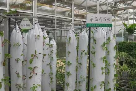 無土栽培，無土栽培技術(shù)，無土栽培設(shè)備