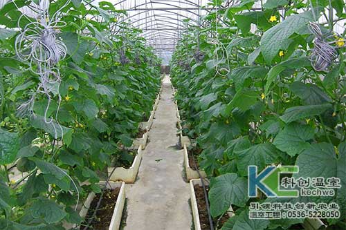 無土栽培，無土栽培技術，無土栽培設備