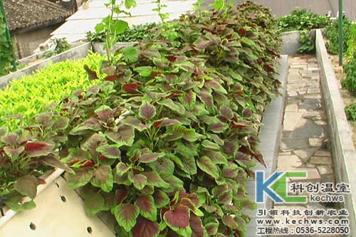 無(wú)土栽培，無(wú)土栽培技術(shù)，無(wú)土栽培設(shè)備