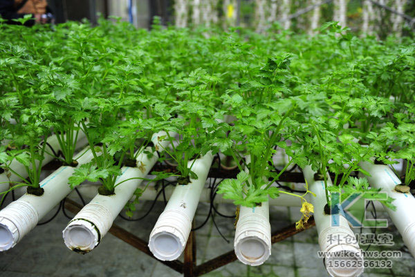 無(wú)土栽培設(shè)備，無(wú)土栽培技術(shù)，無(wú)土栽培，溫室大棚