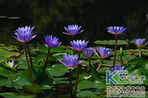 無(wú)土栽培，無(wú)土栽培技術(shù)，無(wú)土栽培設(shè)備