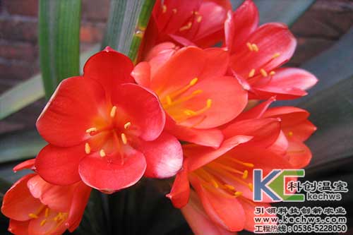 無土栽培，無土栽培技術(shù)，無土栽培設(shè)備