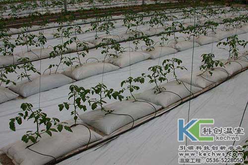 無土栽培，無土栽培技術(shù)，無土栽培設(shè)備