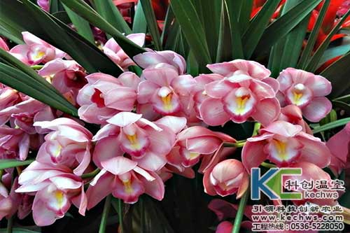 無土栽培，無土栽培技術(shù)，無土栽培設(shè)備