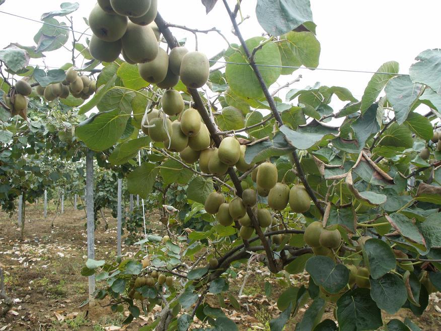 無土栽培，無土栽培技術，無土栽培設備