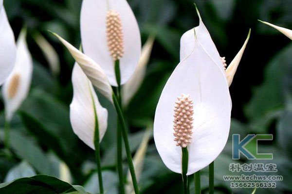 無土栽培，無土栽培技術，無土栽培設備