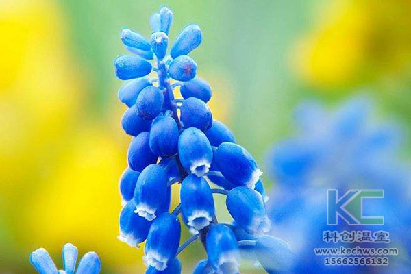 無土栽培，無土栽培技術，無土栽培設備