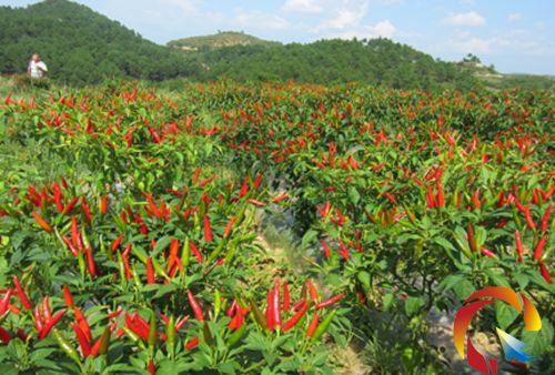 無土栽培，無土栽培技術，無土栽培設備