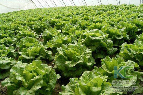 無土栽培，無土栽培技術(shù)，無土栽培設(shè)備