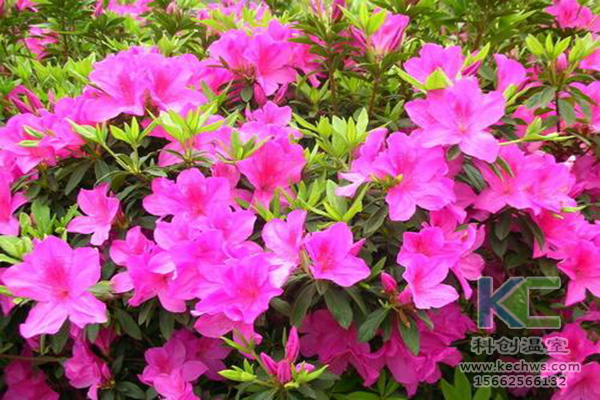 無土栽培，無土栽培技術，無土栽培設備