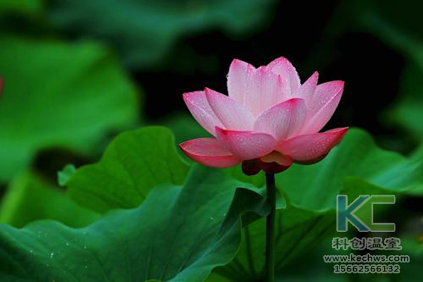 無土栽培，無土栽培技術，無土栽培設備