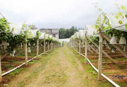 無土栽培，無土栽培技術(shù)，無土栽培設(shè)備