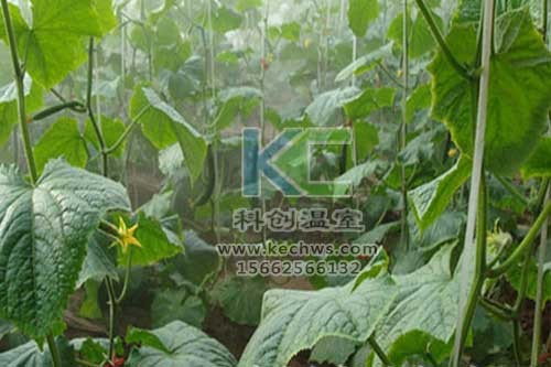 無土栽培，無土栽培技術(shù)，無土栽培設(shè)備