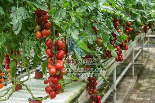 無土栽培，無土栽培技術(shù)，無土栽培設(shè)備