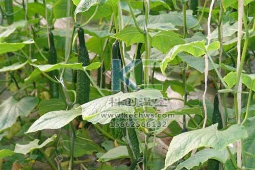 無土栽培，無土栽培技術(shù)，無土栽培設(shè)備