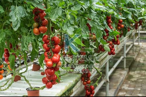 無土栽培，無土栽培技術(shù)，無土栽培設(shè)備