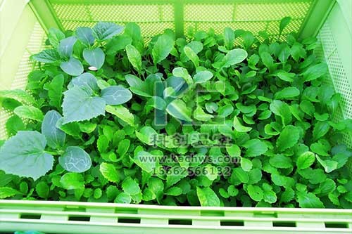 無(wú)土栽培，無(wú)土栽培技術(shù)，無(wú)土栽培設(shè)備