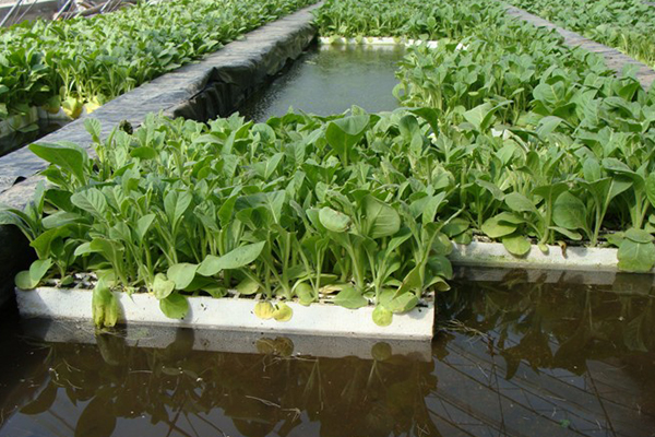 無土栽培，無土栽培技術，無土栽培設備