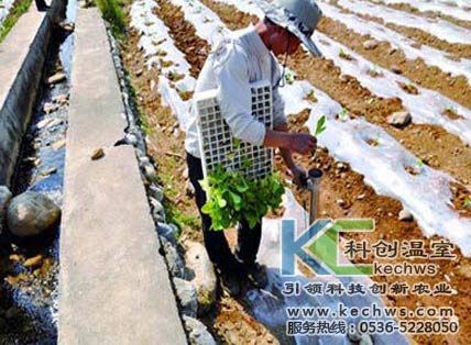 無(wú)土栽培，無(wú)土栽培技術(shù)，無(wú)土栽培設(shè)備